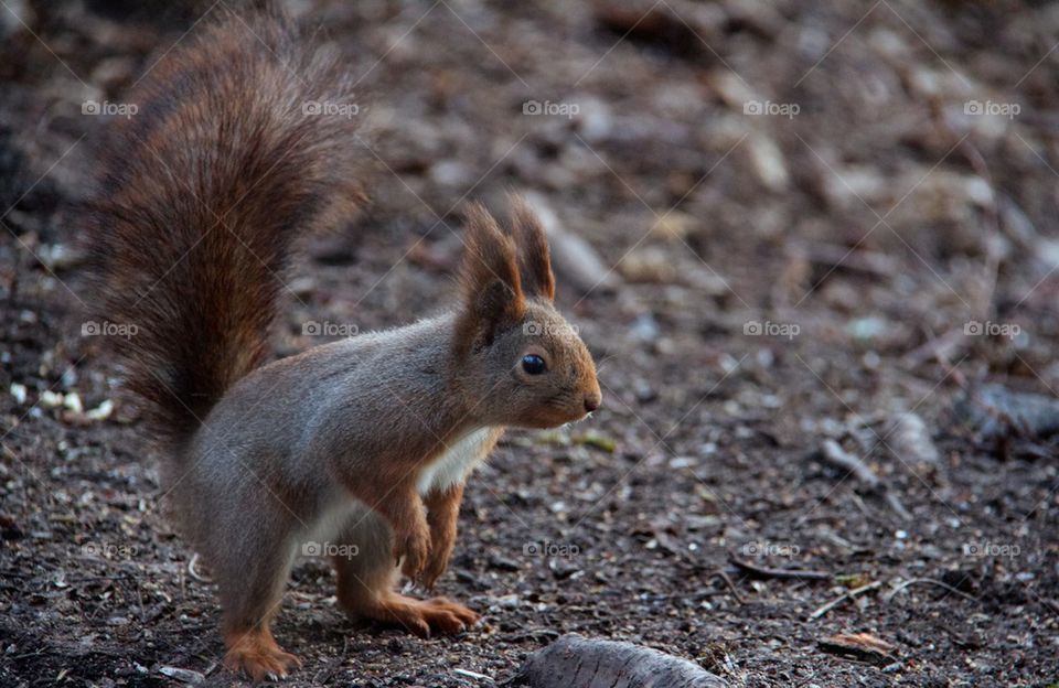 Close-up of squirrel