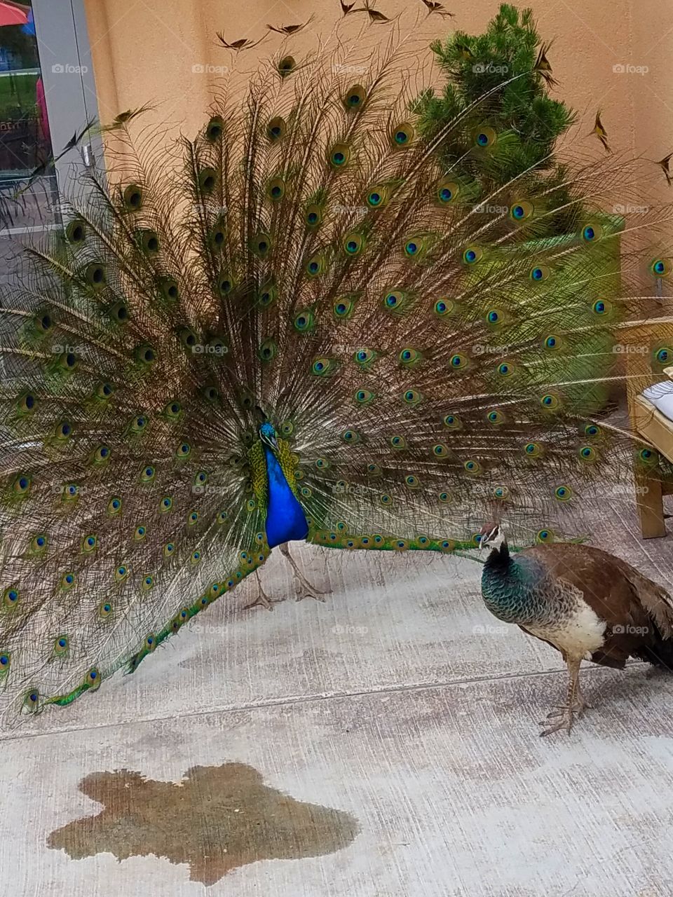 peacock