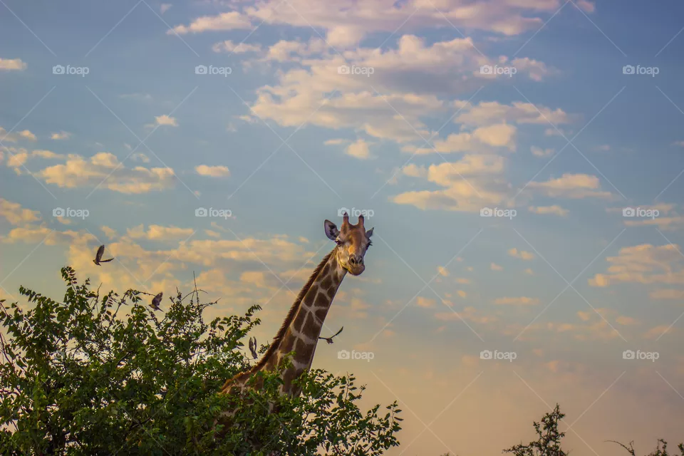 Giraffe behind a tree as the sun started to go down