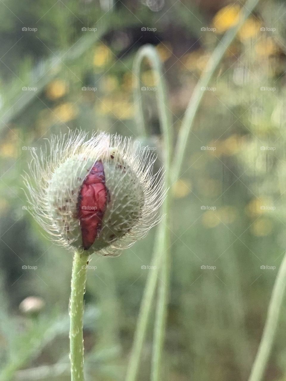 Poppy bud opening 