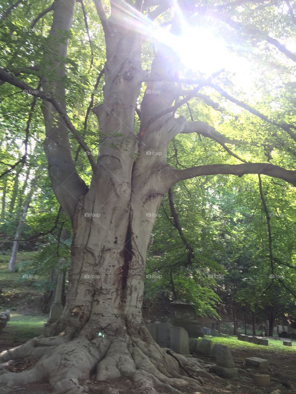 My dreaming tree at mount hope 