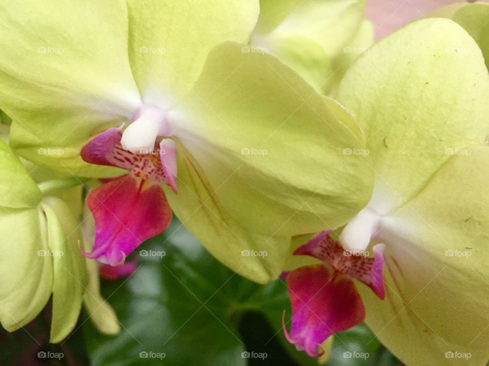 Twin Orchids