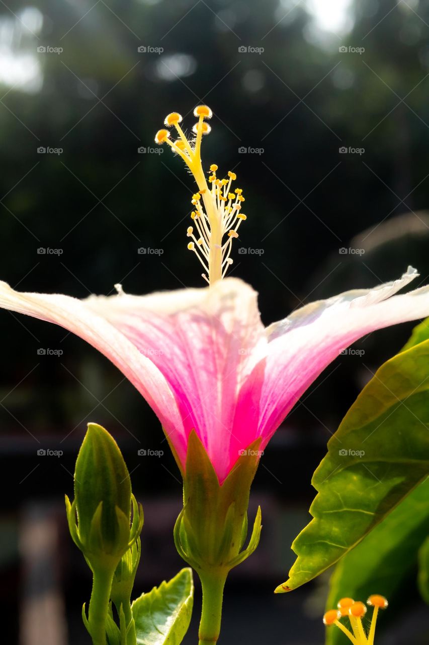 Beautiful Hibiscus Plant