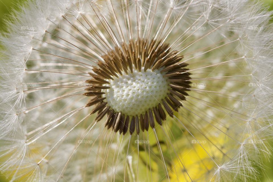 Dandelion Seeds
