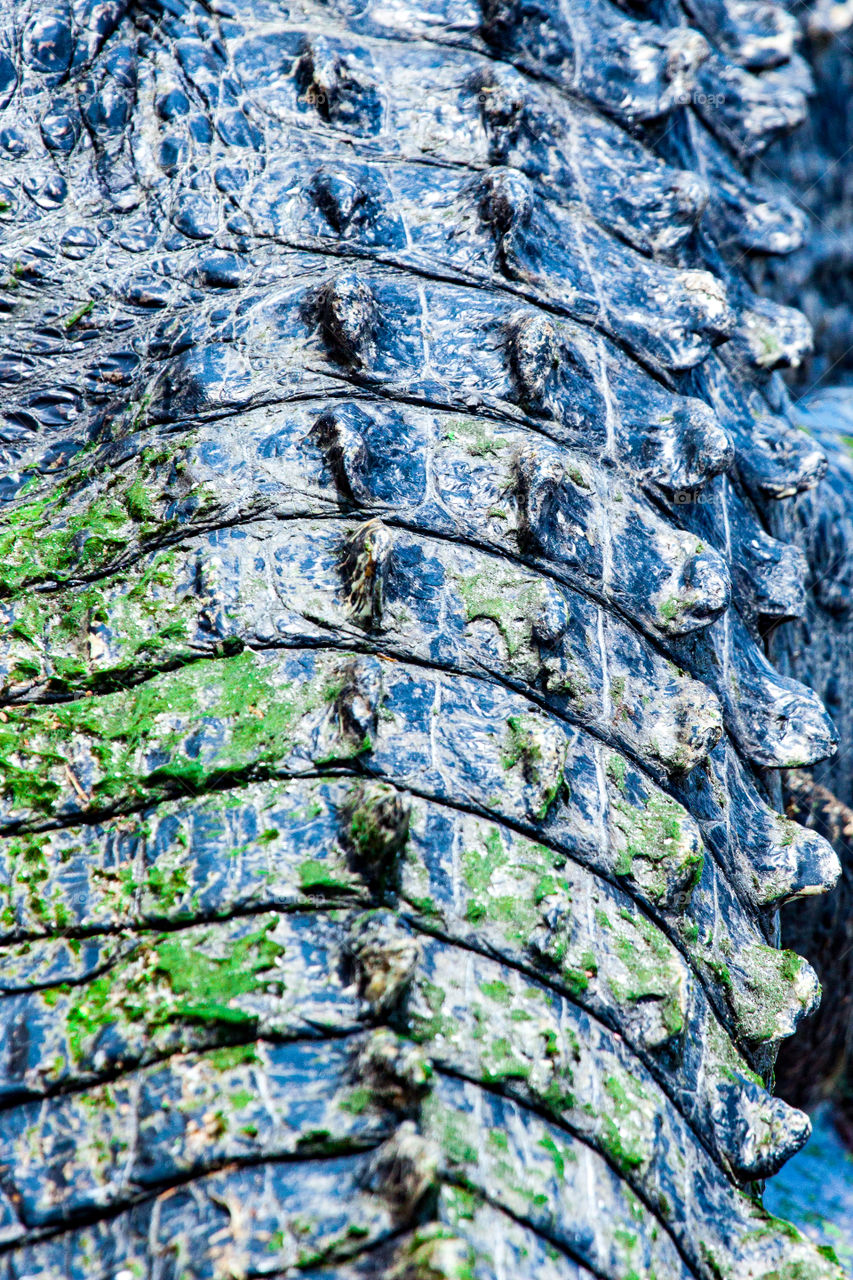 Close-up of rough alligator skin