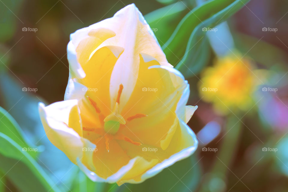 Extremely delicate white tulip in bloom