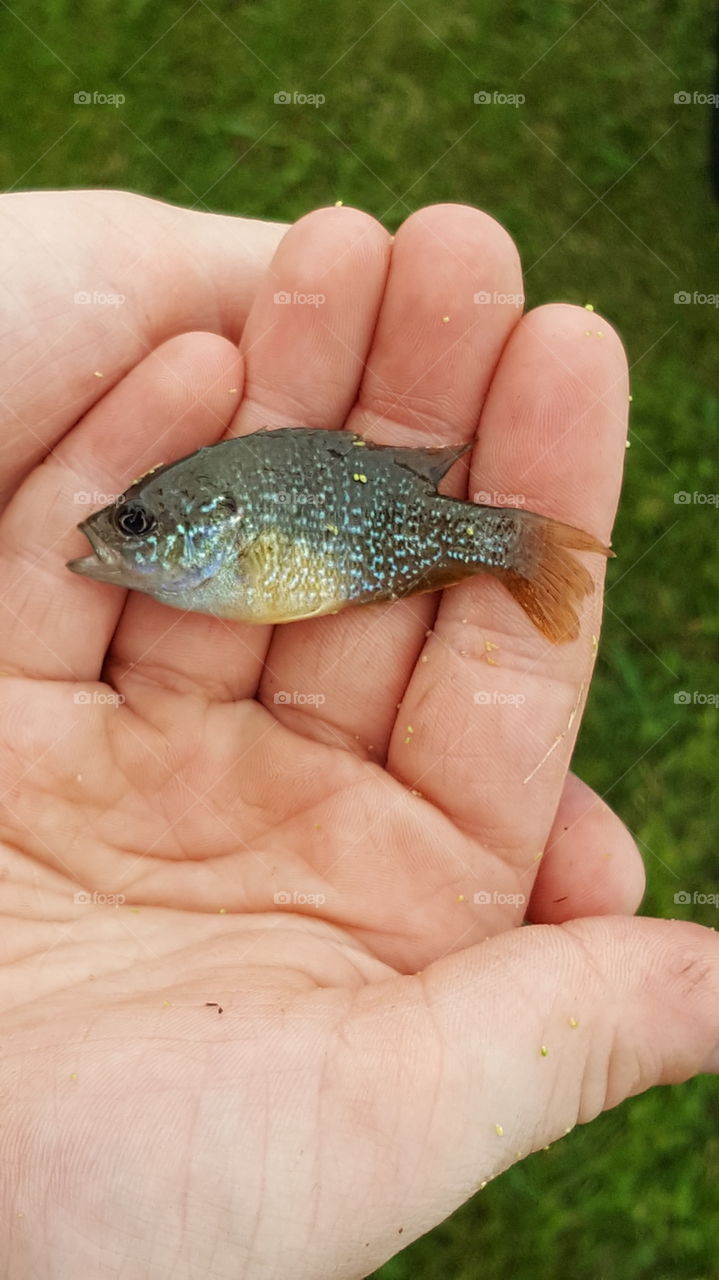 holding fish/baby bluegill