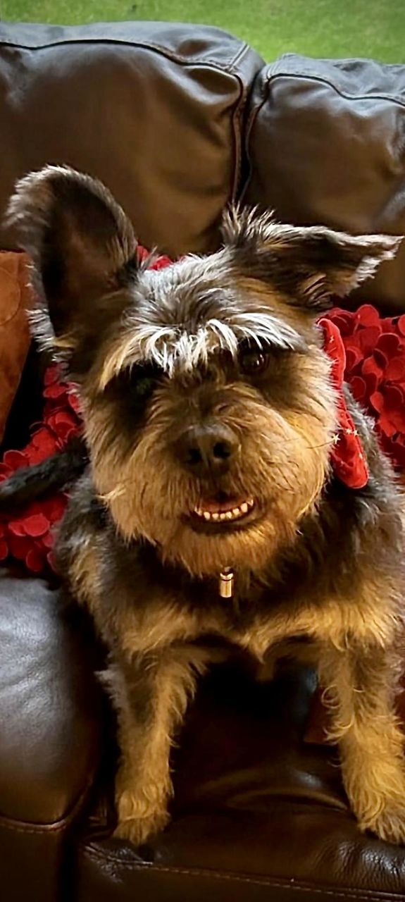 Dog