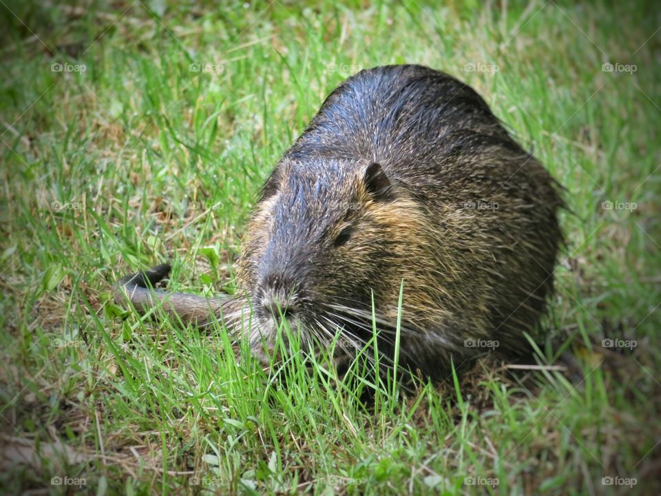 nutria