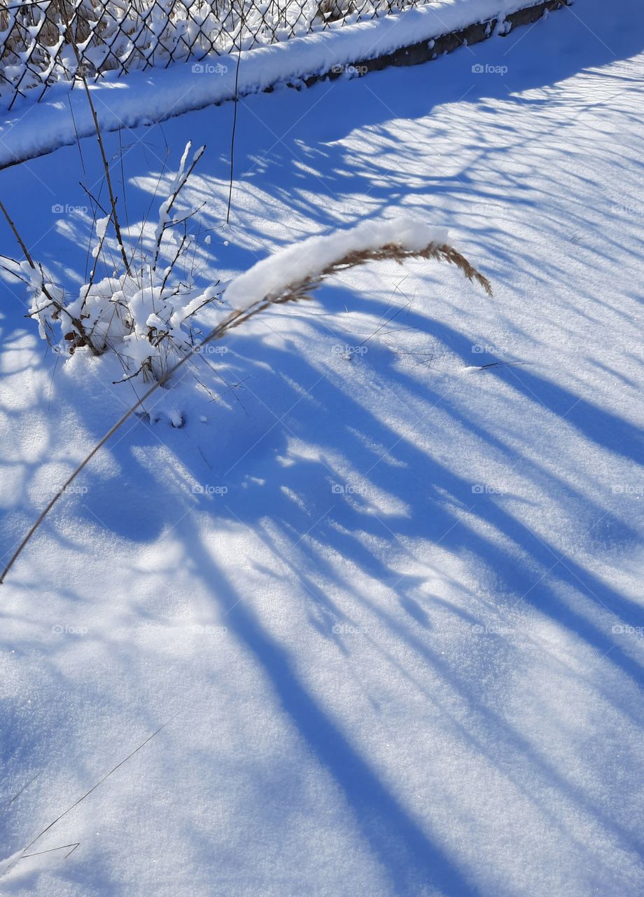 dried grass ears covered with snow against blue shadows