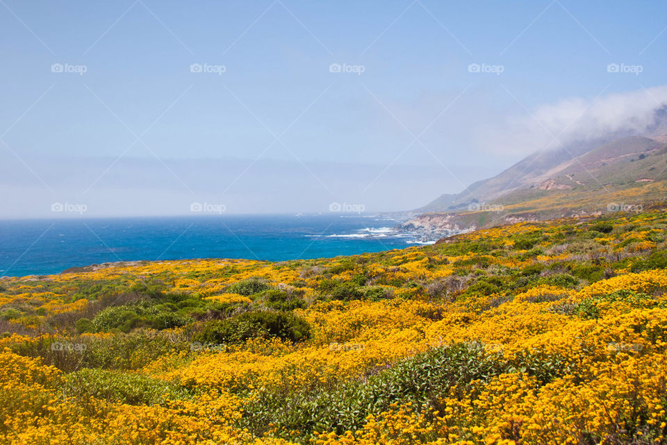 Wild flowers blooming