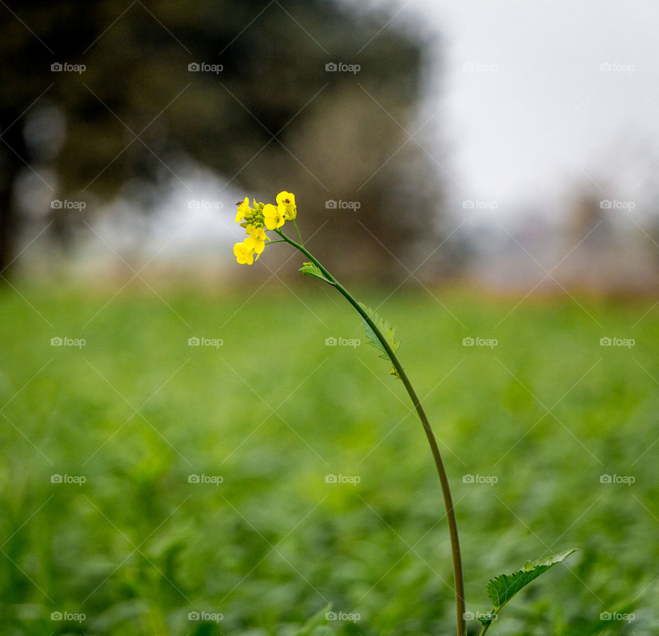 Yellow flower