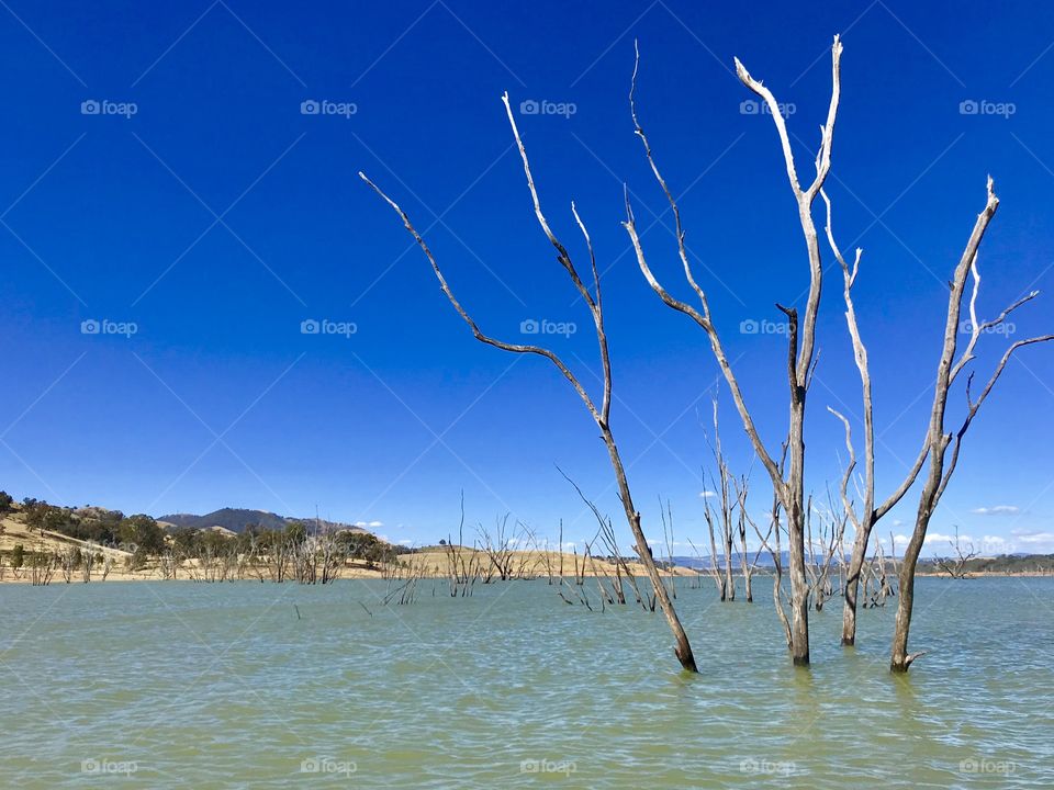 Lakeview with the submerged trees