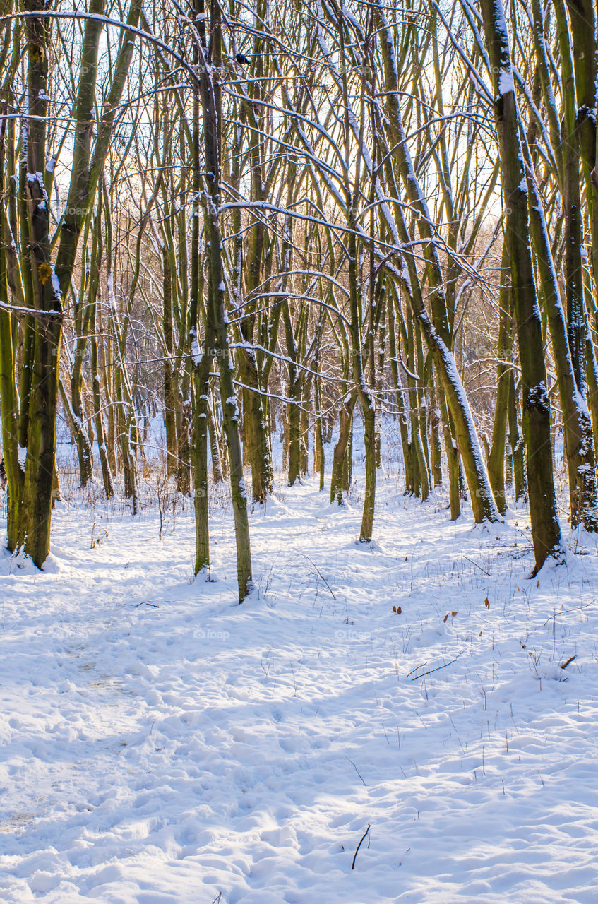 winter landscape