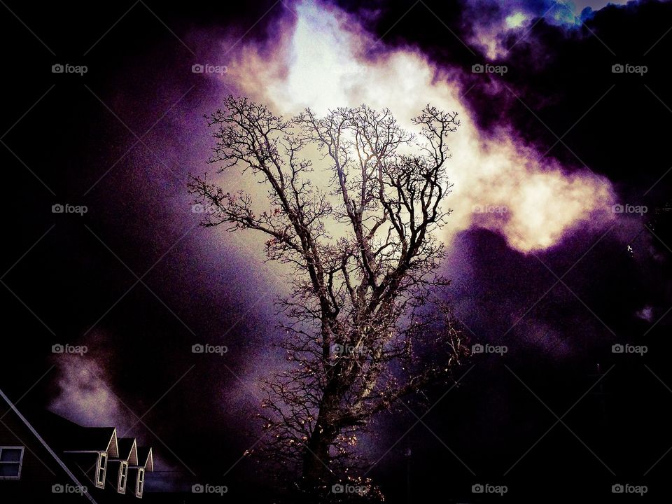 spooky tree