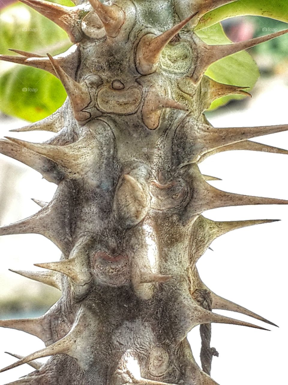 Spiky rod of an euphorhia plant