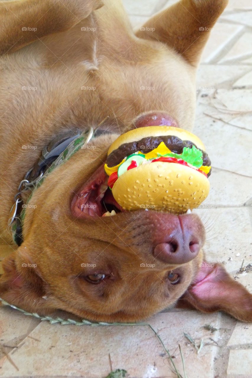 dog with cheeseburger toy