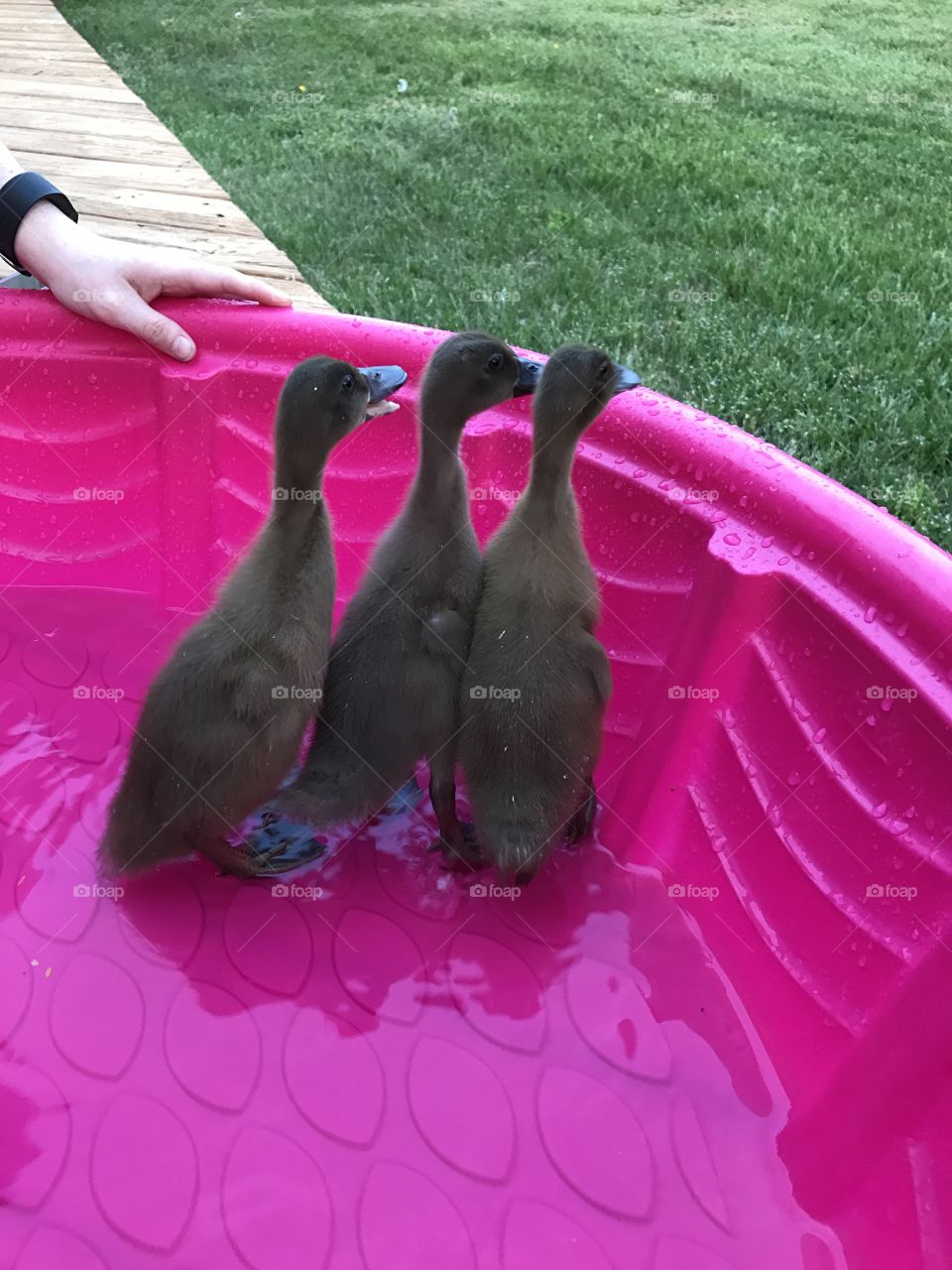 Summer ducks