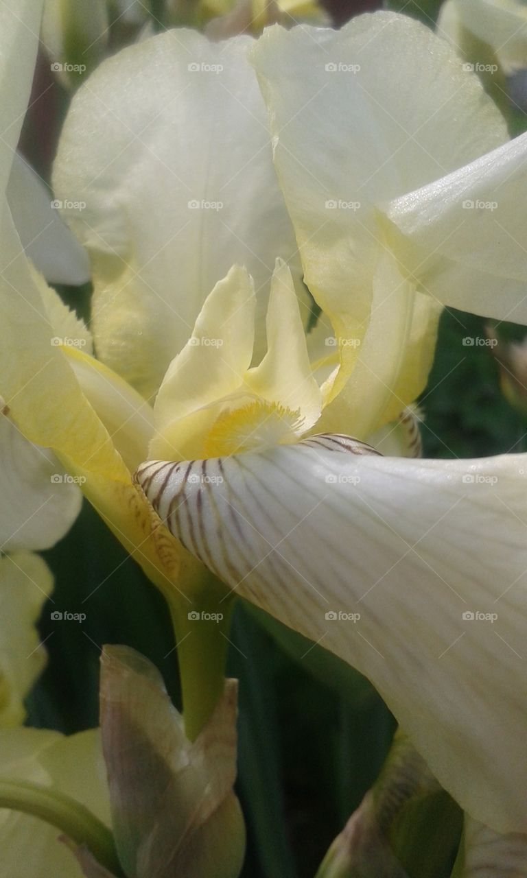 Iris