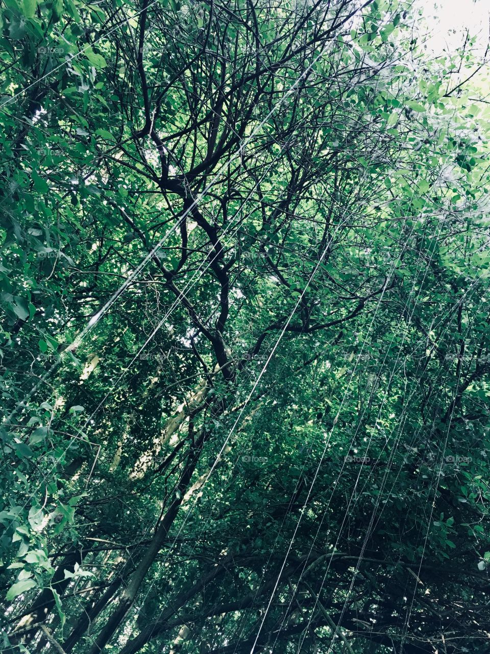 hanging spiderwebs from trees