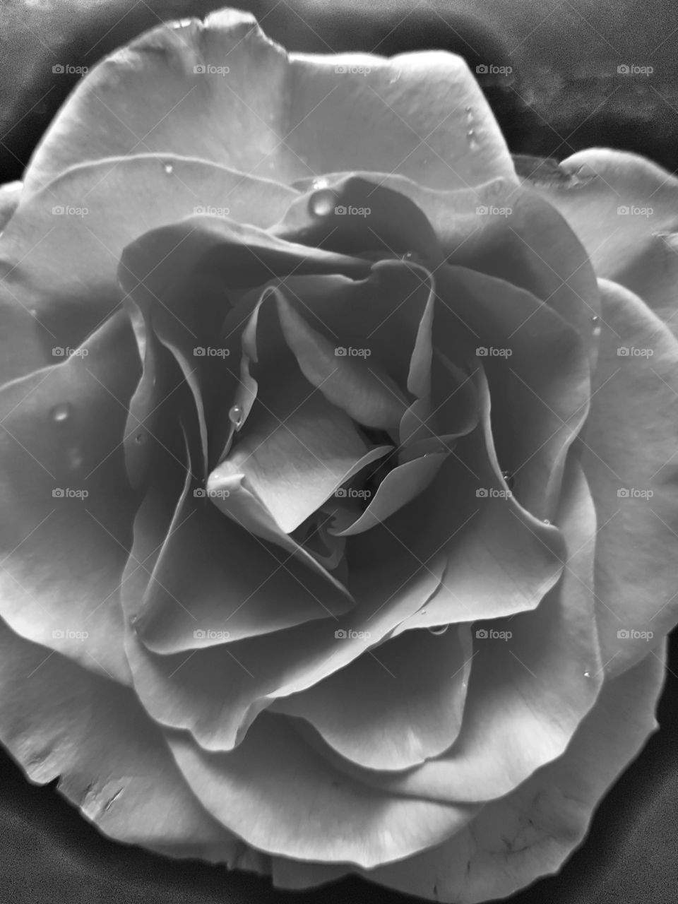 Black and White rose