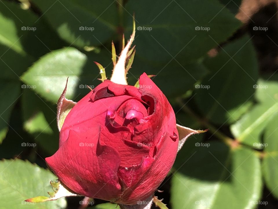 A beautiful red rose
