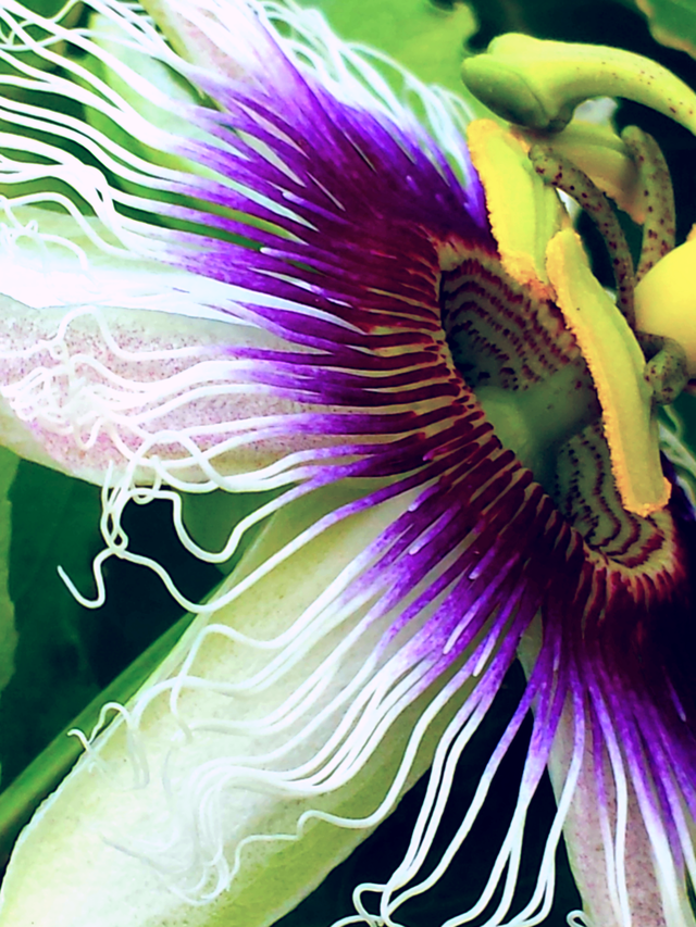 "Purple Passion Flower"