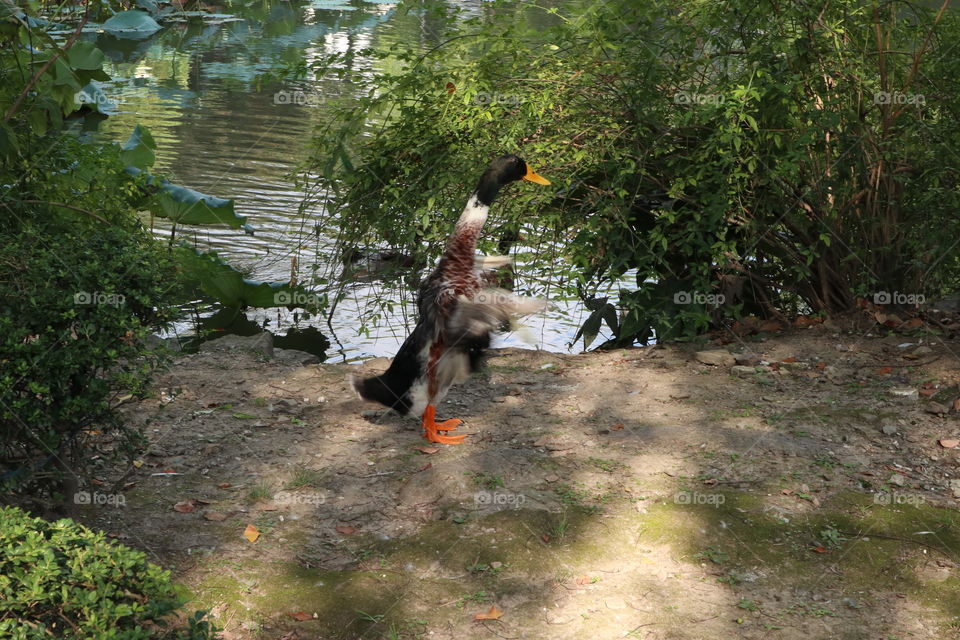 The duck shaking his body for next dive