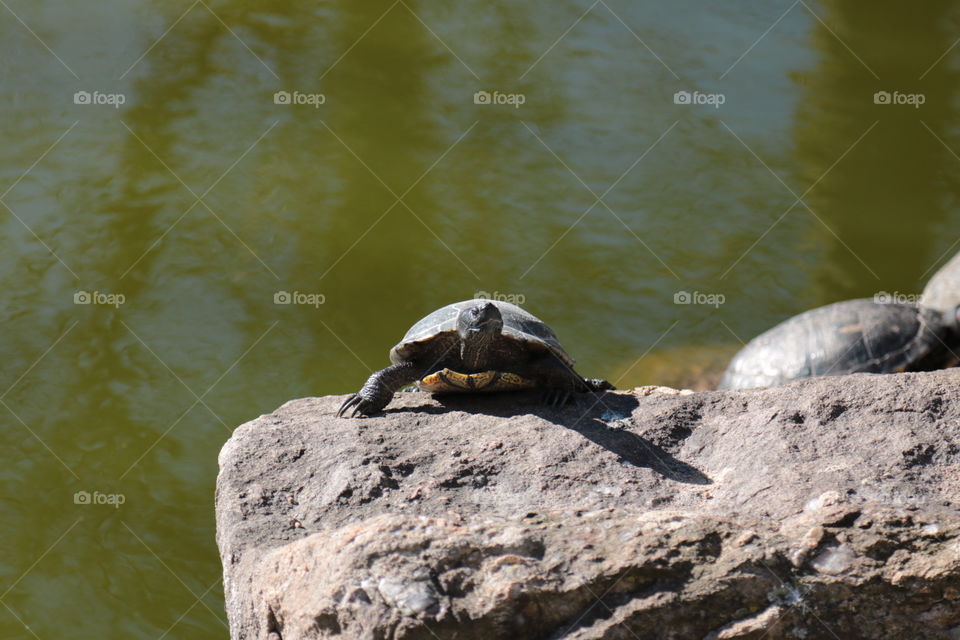 Turtle on rock