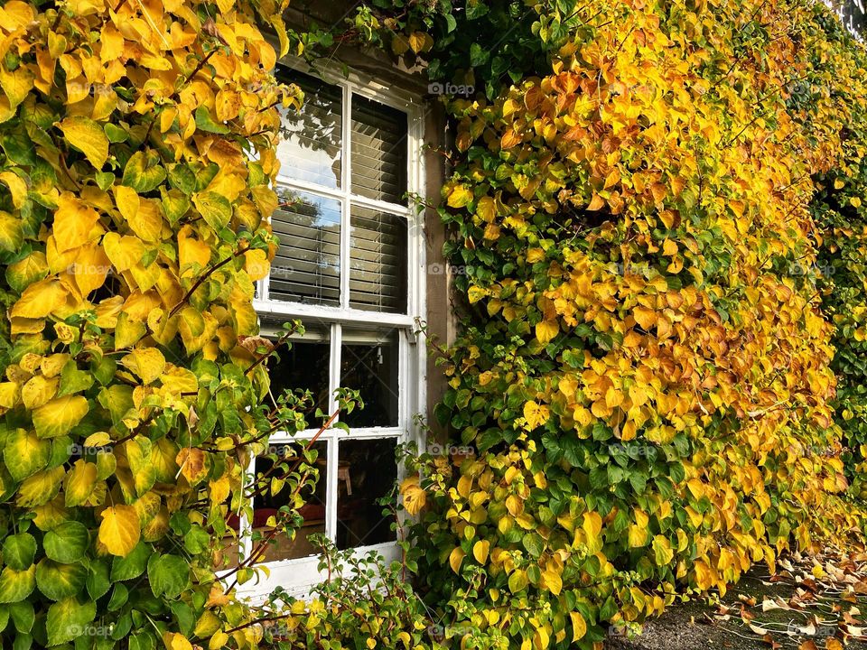 Ivy in The Autumn clambering around a window 