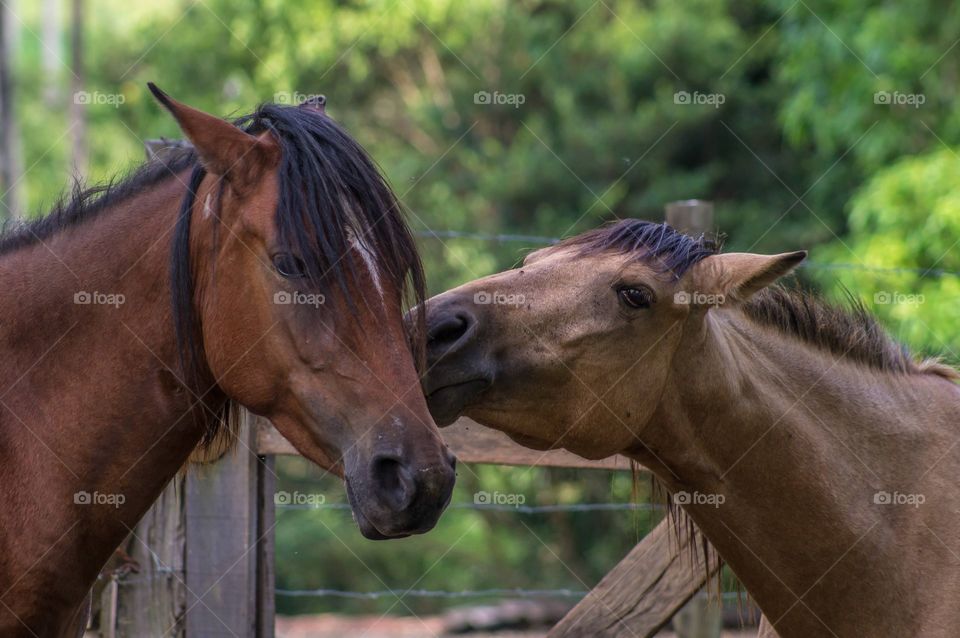 kiss horses