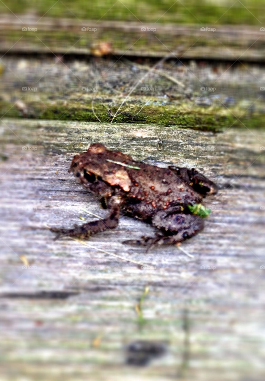 wood animal groda frog by puckot44