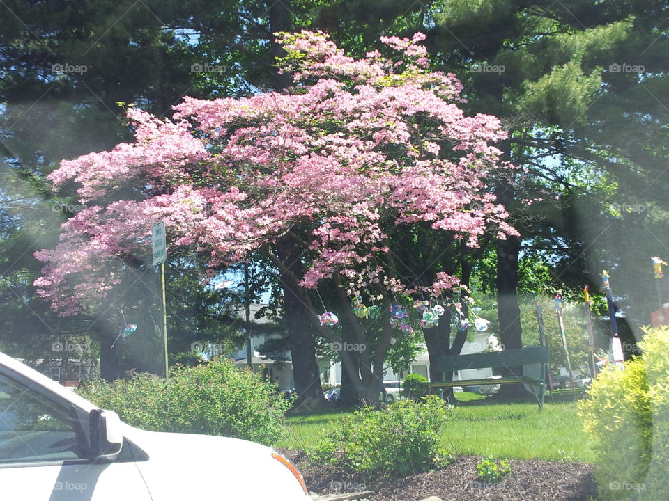 Pink flower tree in the village of Wappingers Falls, NY back in May 2014 near the annual art expo 