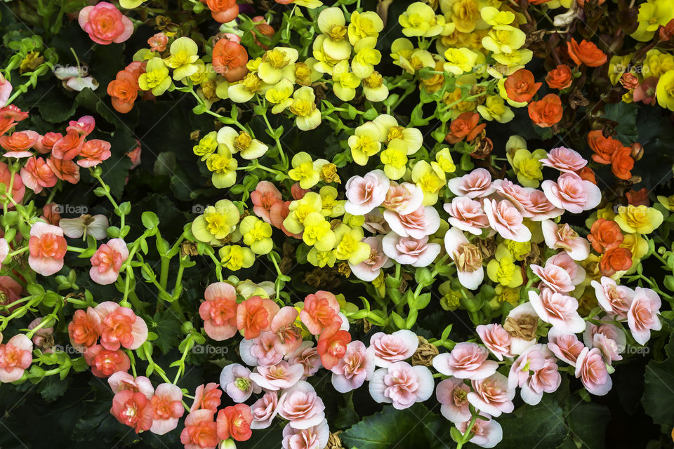 Colorful of flowers with green leaf