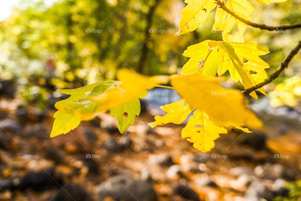 Beautiful yellow leafs