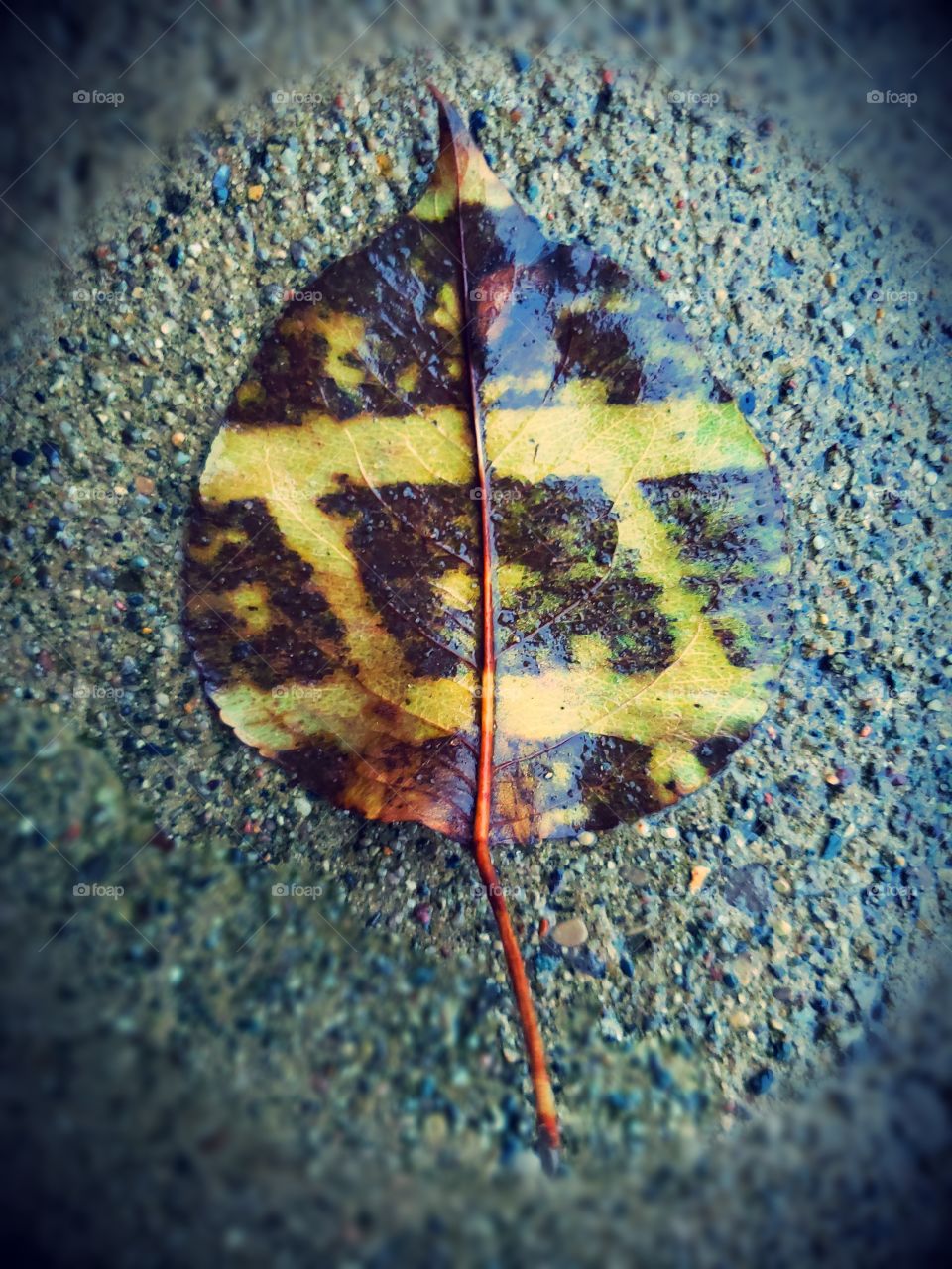 Neat pattern on one single leaf.