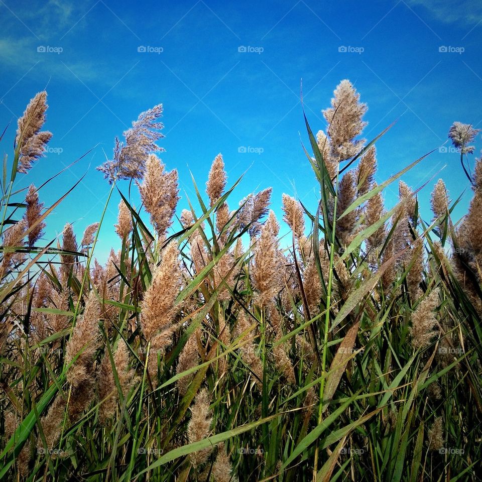 Reeds in the Blue