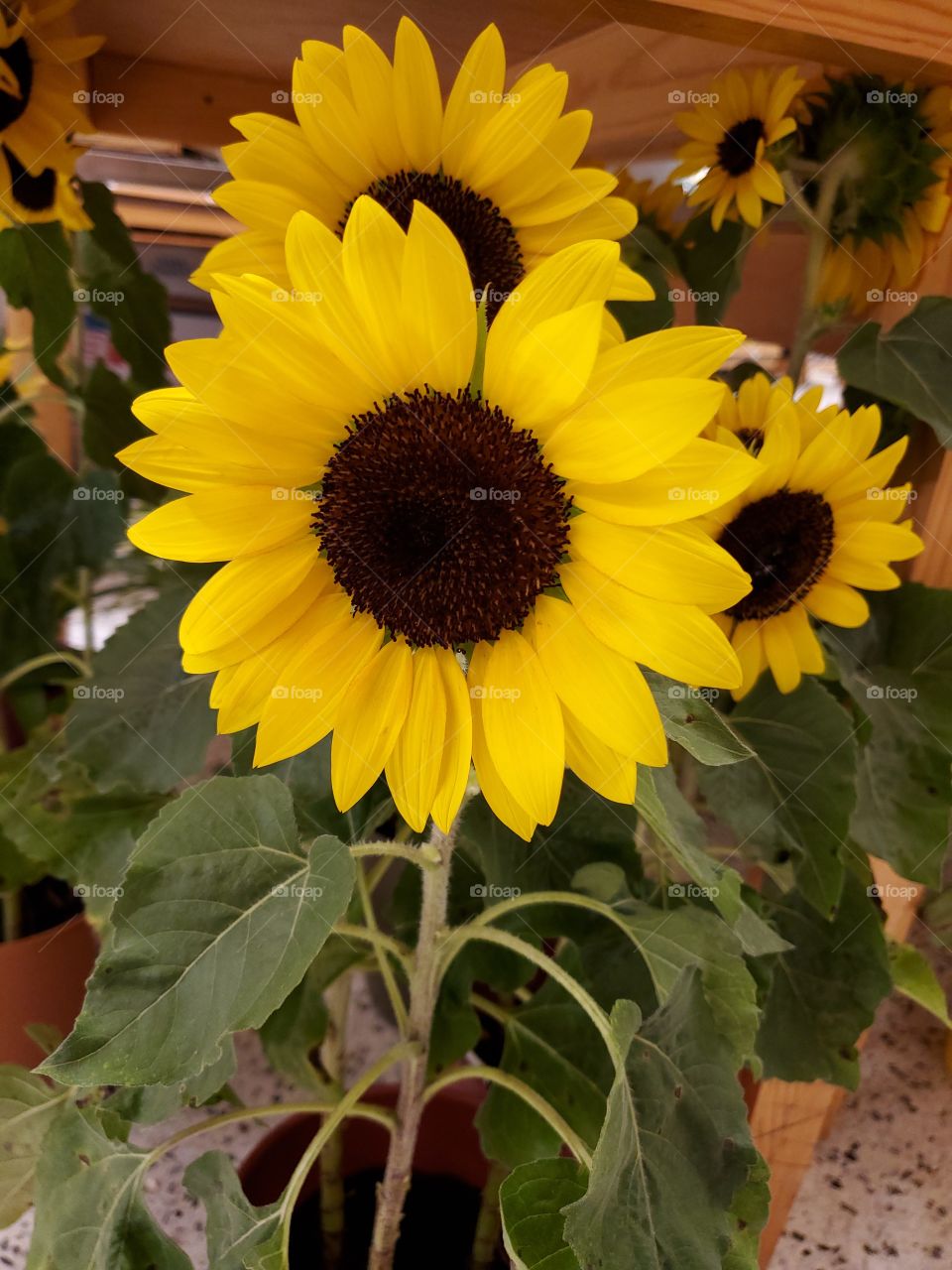 sunflowers
