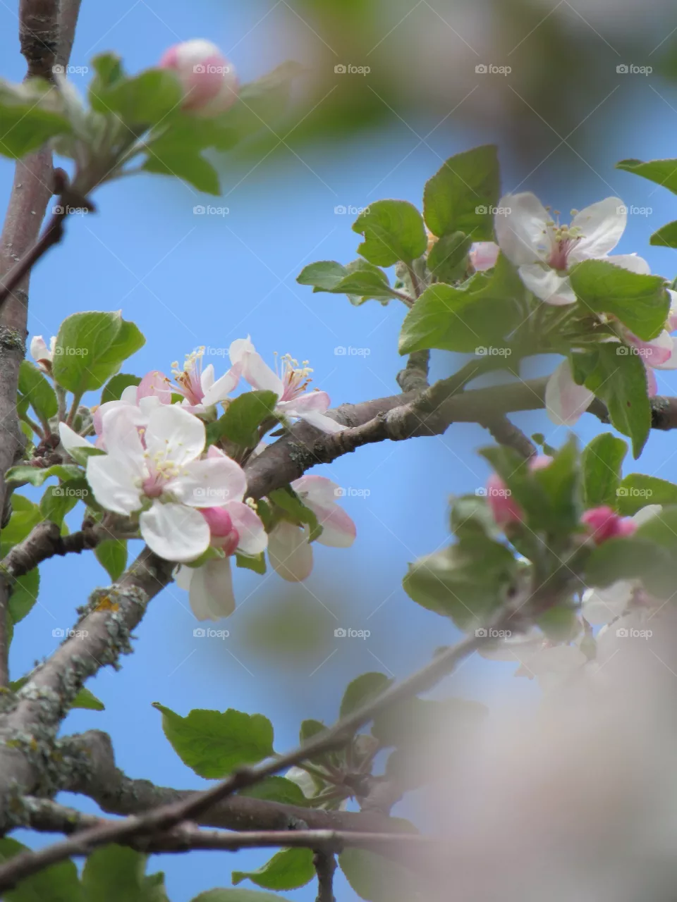 Apple blossoms 