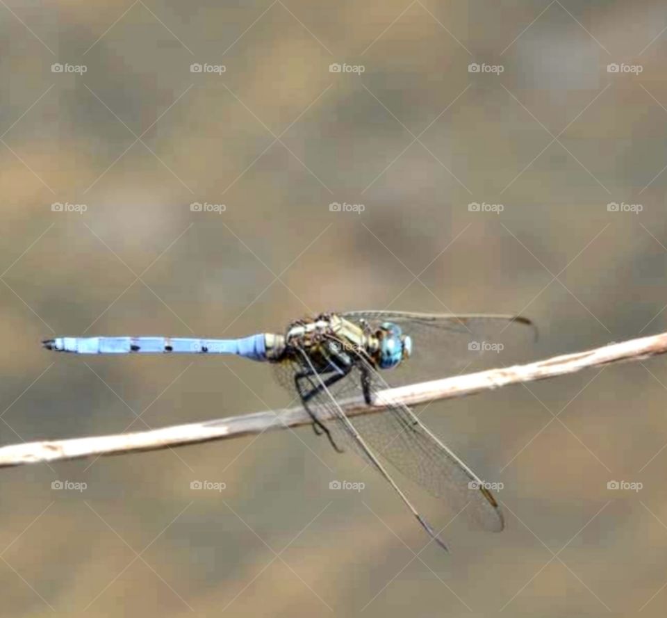 Dragon fly