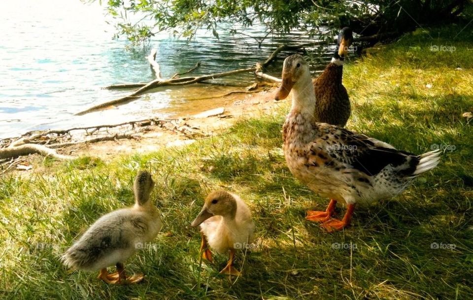 Overseeing the family