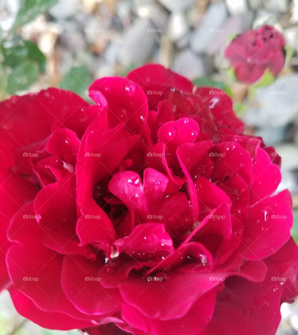 Beauty After the Rain