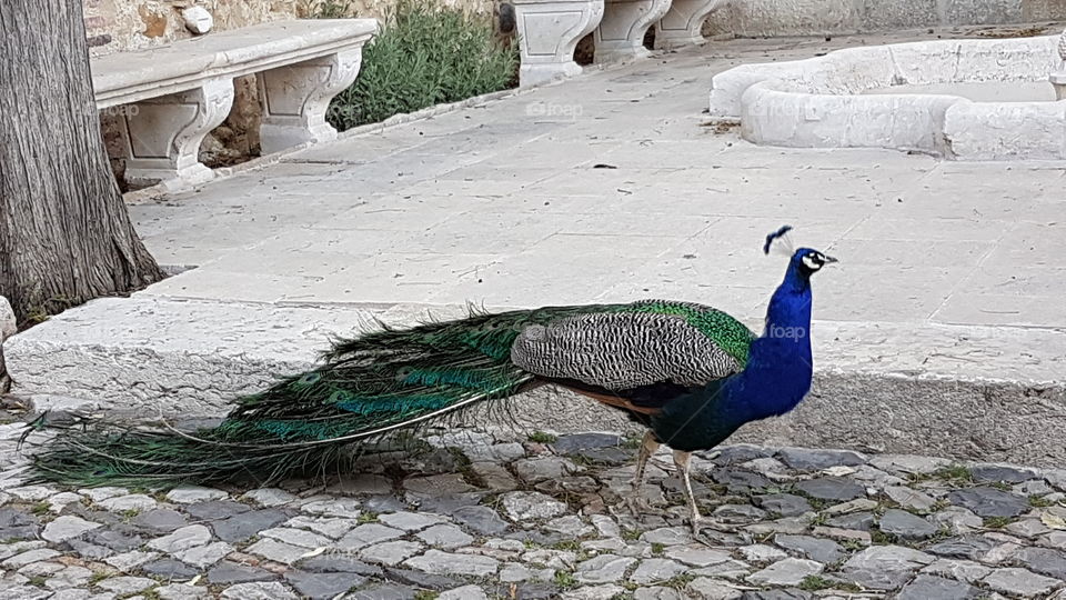 Peacock
