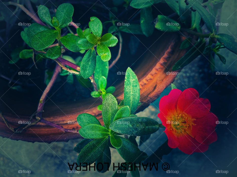 mobile series:plants