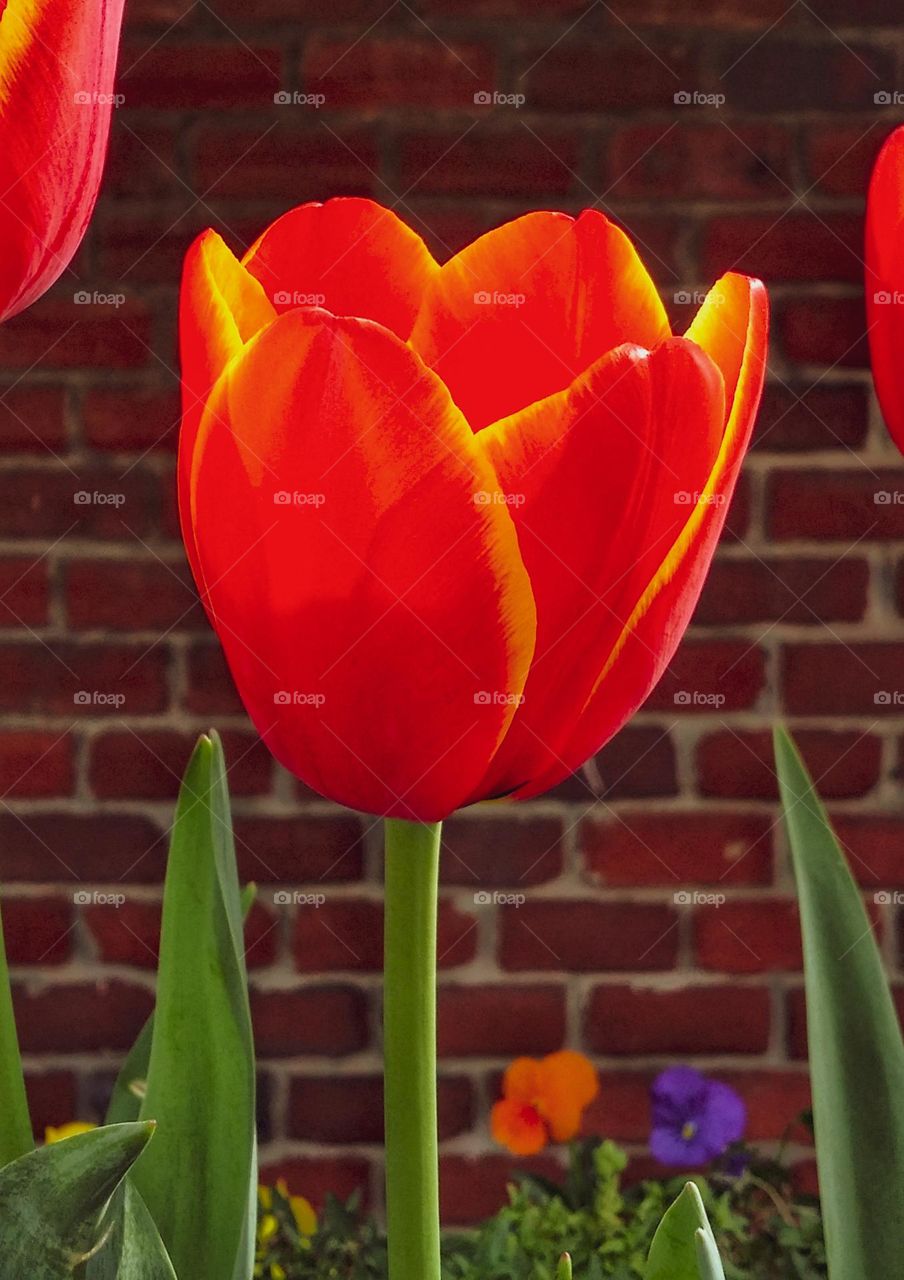 Orange & Yellow Tulip with a Brick Wall Background