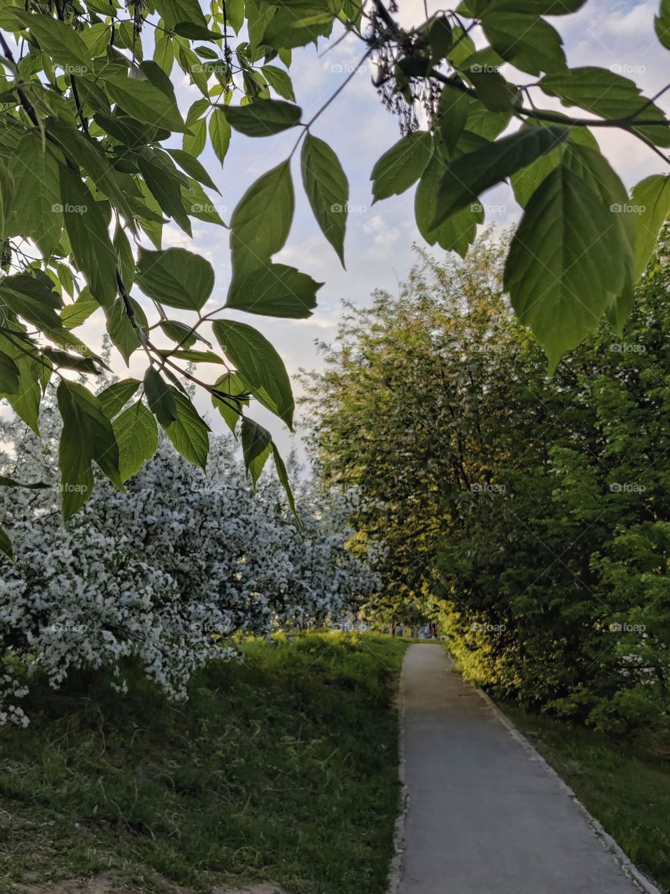 Blooming apple trees in the city park