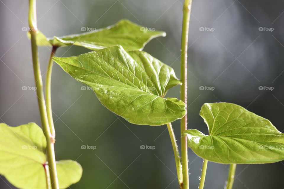 Green plant/Planta verde.