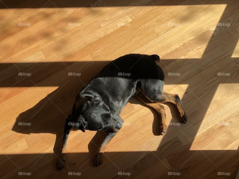 Kramer the Sunbathing Rottweiler 