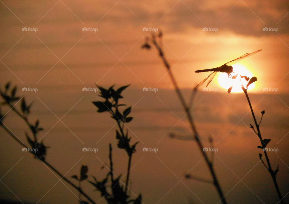 Dragonfly and sunset