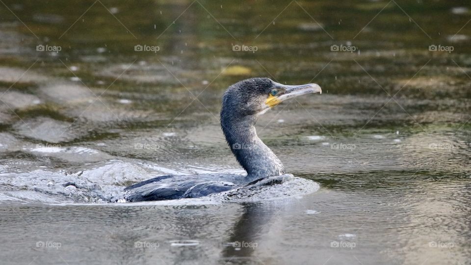 Cormorant 